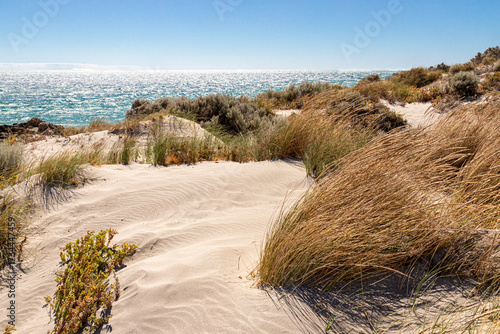 Fototapeta Naklejka Na Ścianę i Meble -  Tall grasses growing on wind blown sand dunes beside the Indian Ocean at North Coogee, South Fremantle near Perth in the SW Region of Western Australia WA