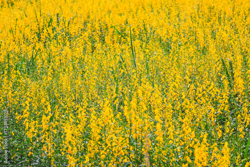 yellow rape field