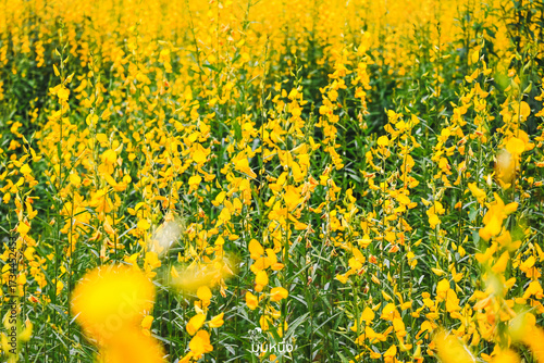 field of yellow flowers