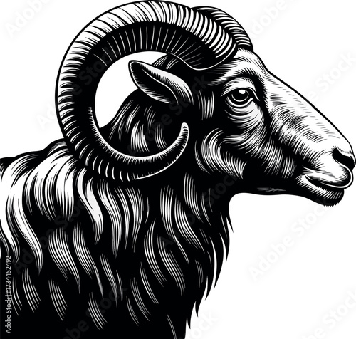 Black line art vector illustration of a goat head or ram sketch, great for a tattoo design or animal symbol