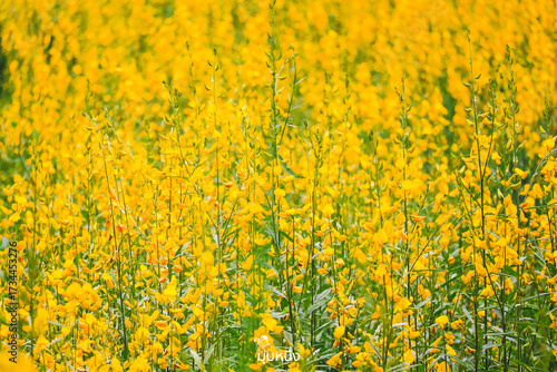 field of yellow flowers