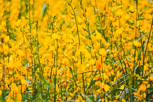 field of yellow flowers