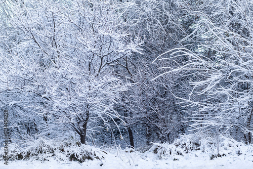 Canvastavla Dense forest or grove completely covered with fresh snow