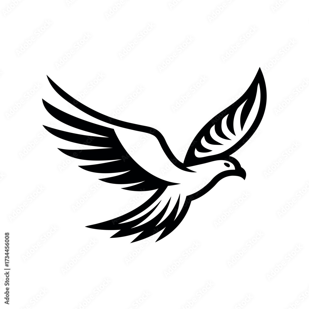 Obraz premium Black hawk in flight with spread wings bird flying eagle