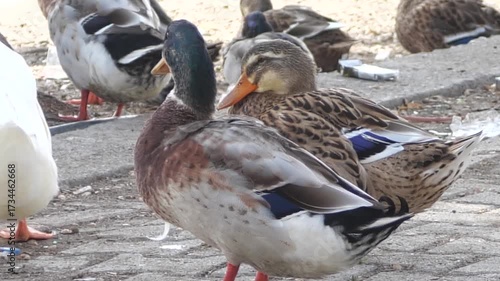 duck and ducklings