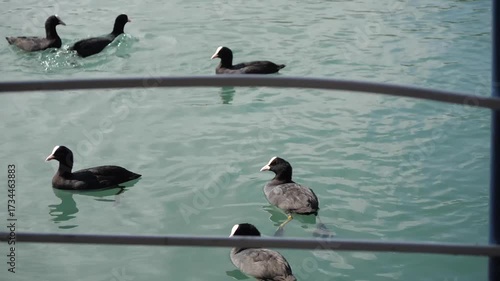 flock of seagulls