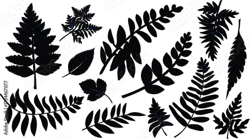 Collection of various fern leaf silhouettes on white background