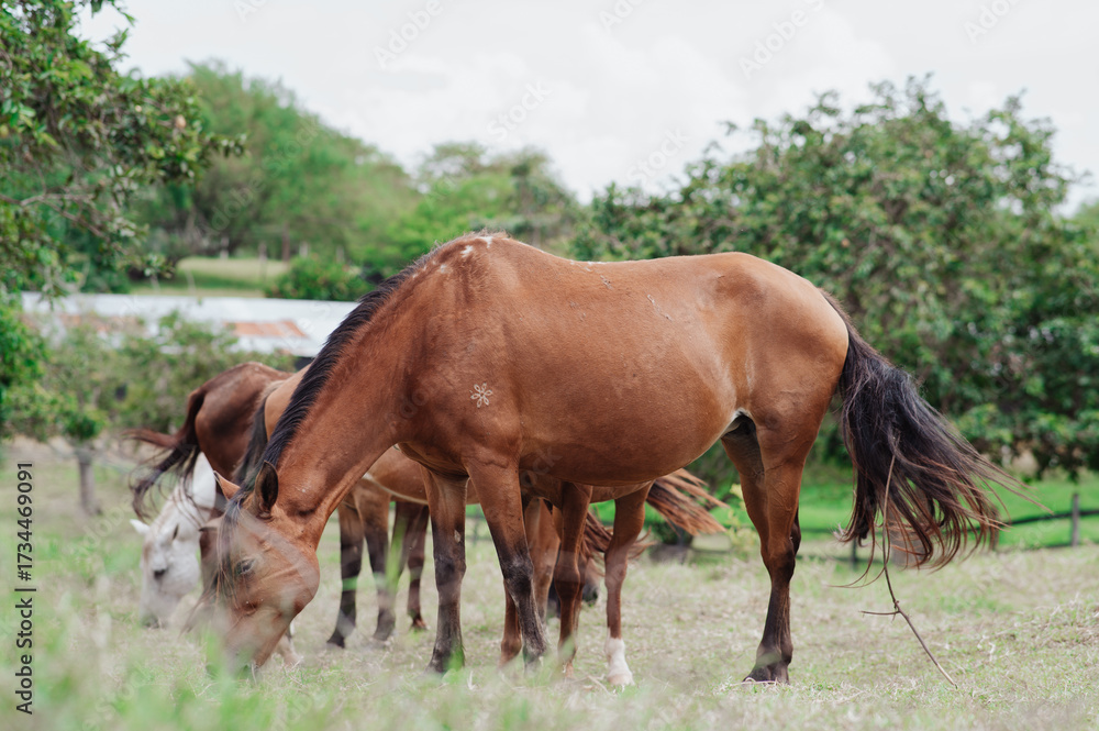 Obraz premium free horses in a stable