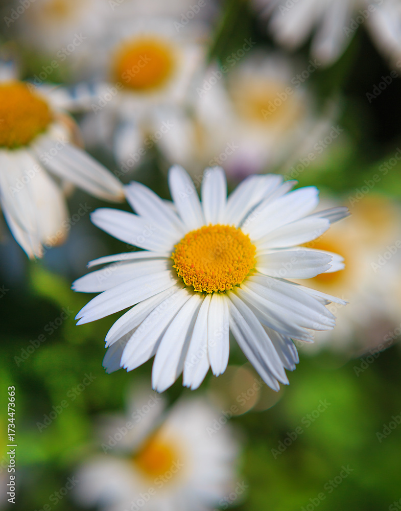 Fototapeta premium Large daisies in the garden,