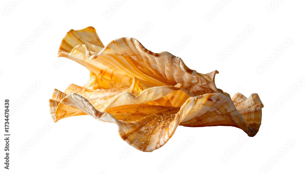 Fototapeta premium Close-up of a stunning, layered seashell on a black background