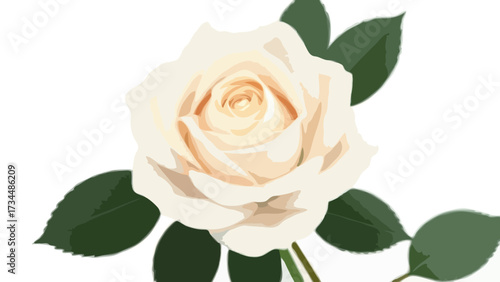 Single red and white rose flowers isolated on white representing love and romance