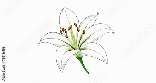 Isolated white lily of the valley flower on white, a beautiful spring floral element for vector and illustration design