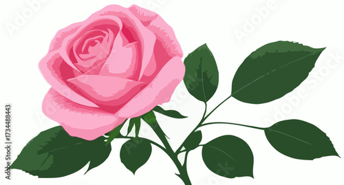 Single beautiful pink rose flower with stem and leaf isolated on a pure white background, symbolizing love and romance