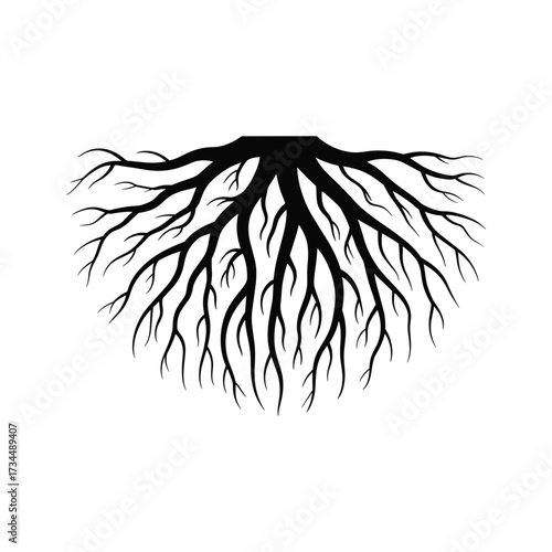 Black silhouette of tree roots spreading outwards on white background Keywords: roots, tree, plant