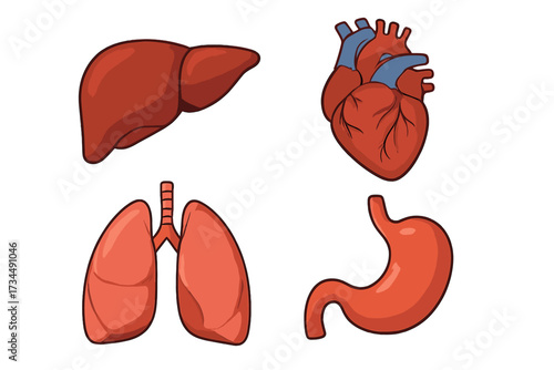 Human internal organs vector illustration set. Liver, heart, lungs, and stomach. Healthy anatomy cartoon icons for biology or medical education. Isolated on white background.