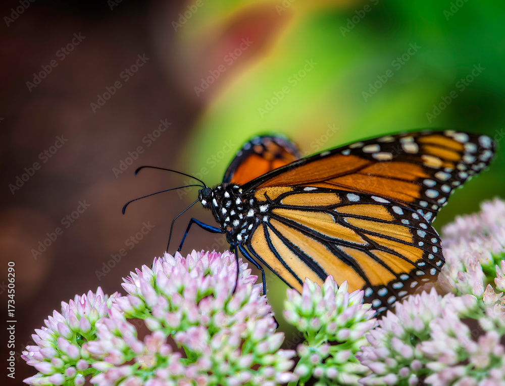 Fototapeta premium A monarch butterfly with vibrant orange and black wings sits on pink flowering plants in a garden. Soft sunlight highlights the butterfly and blooms, creating a serene atmosphere.