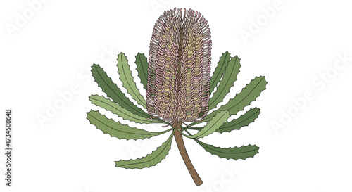 An illustration of a banksia flower with its signature cylindrical inflorescence and serrated leaves.