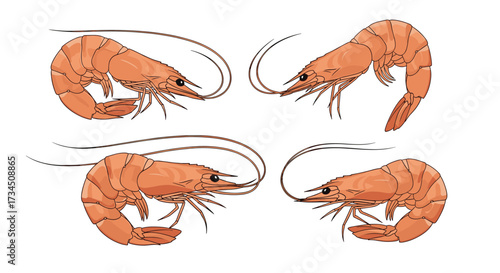 Illustrations of four pink shrimps on a white background depicting their segmented bodies and antennae.