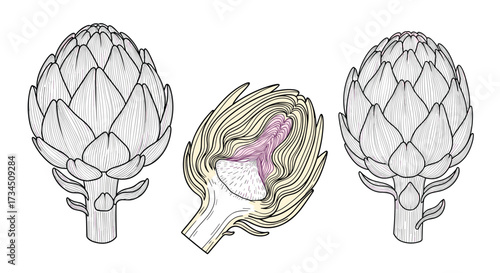 A detailed illustration showcasing the unique botanical structure of artichokes with a central focus on an opened artichoke revealing its heart and tender petals.