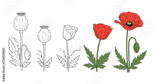 A collection of hand drawn red poppies and poppy seed pods with detailed illustrations of leaves and stems.