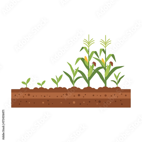 Illustration showing the growth stages of a corn plant from seedling to maturity in soil cross-section.