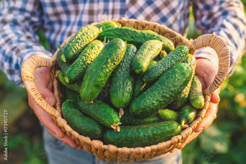 A farmer holds a cucumber harvest in his hands. Selective focus.