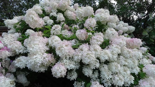 lush pink and white hydrangea blossoms in garden