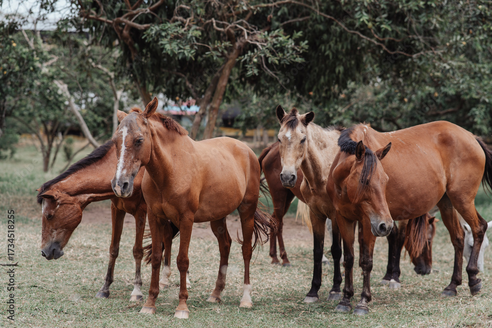 Obraz premium free horses in a stable
