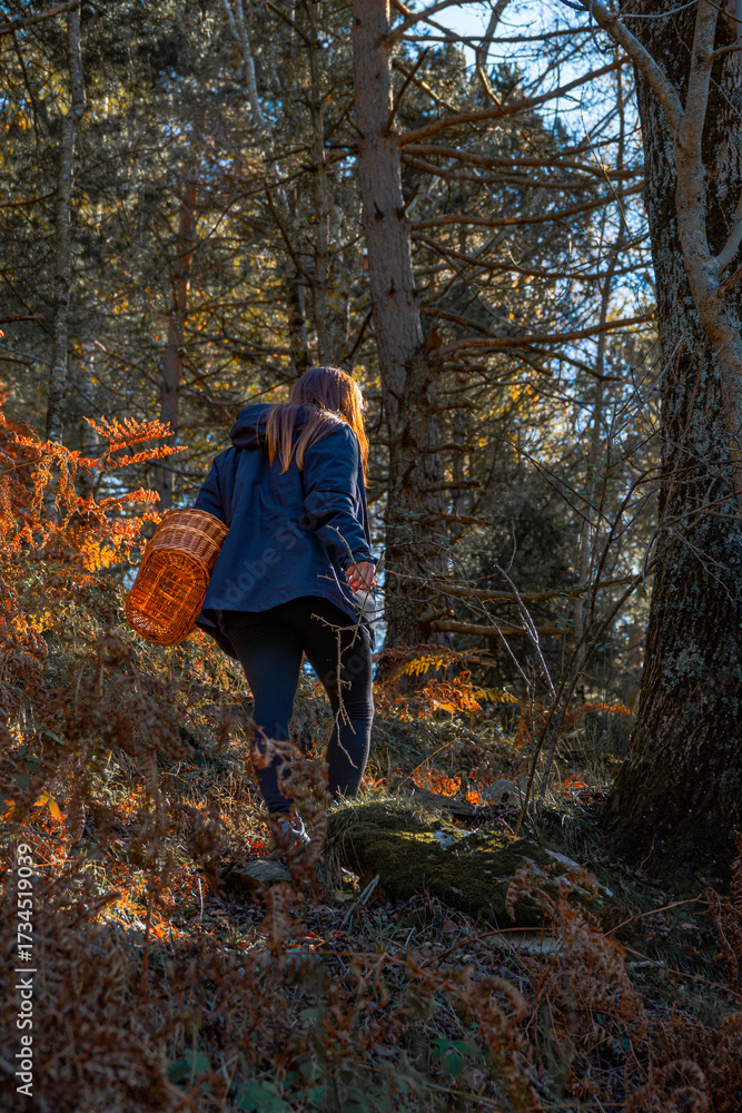 Fototapeta premium A long-haired woman walking uphill through a sunny autumn forest with a mushroom-picking basket.