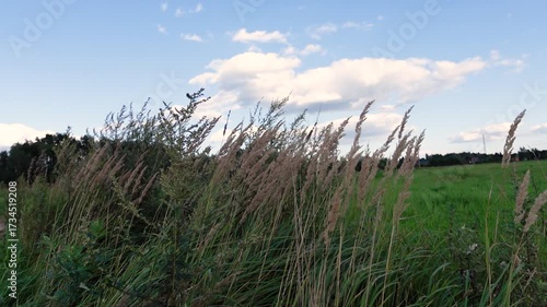 tall grass swaying in summer wind under blue sky