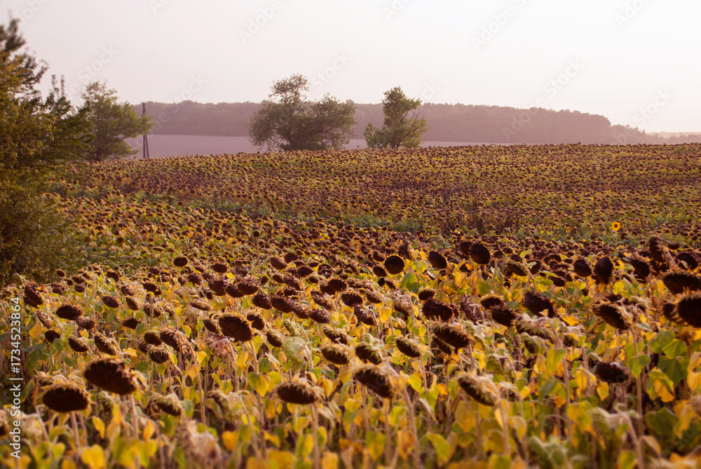 Obraz premium A field of ripe sunflowers at sunset or dawn, ready for harvest. Earth Day. The concept of agriculture, healthy eating, organic food. Natural autumn background