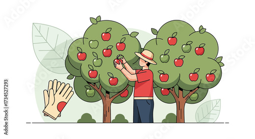 Illustration of a Farmer Harvesting Ripe Apples in an Orchard on a Sunny Day with Apple Trees