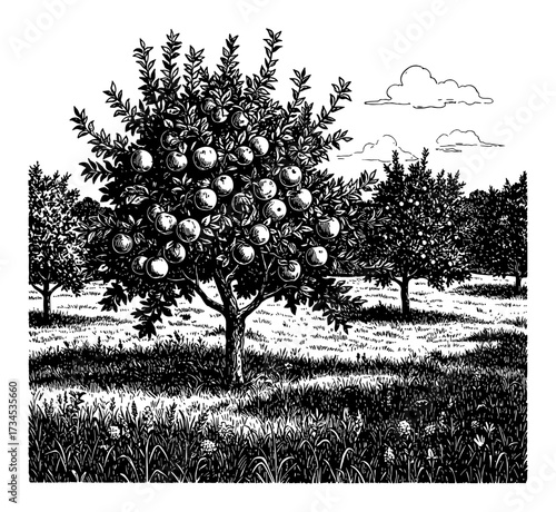Apple Trees with Ripe Fruits in Orchard Farm Field Grass and Cloud Black and White Outline Line Art Drawing