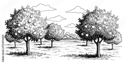 Apple Trees Ripe Fruit Orchard Farm Field Grass Cloud Coloring Book Black and White Outline Line Art Drawing