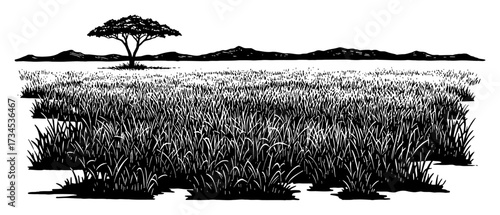 African Savanna Field with Tall Grass Landscape and Acacia Tree Black and White Outline Line Art Drawing