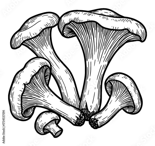 Group of Chanterelle Mushrooms Vintage Woodcut Style Black and White Outline Line Art Drawing