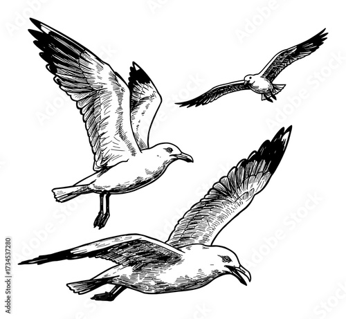 Three Flying Seagulls Collection Set Black and White Outline Line Art Drawing Vintage Engraving Style