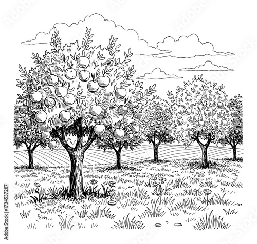 Apple trees with ripe fruits in orchard farm field grass cloud Black and White Outline Line Art Drawing