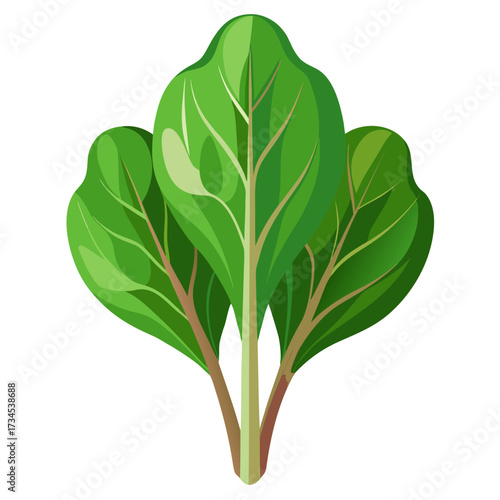 Fresh spinach bunch, a culinary delight for healthy recipes, adds vibrant green to your organic food creations, perfect for salads, smoothies, and nutritious meals