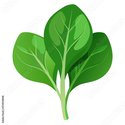 Fresh spinach bunch, a vibrant green leafy vegetable perfect for healthy recipes and cooking inspiration, a natural and nutritious ingredient for salads and balanced diets