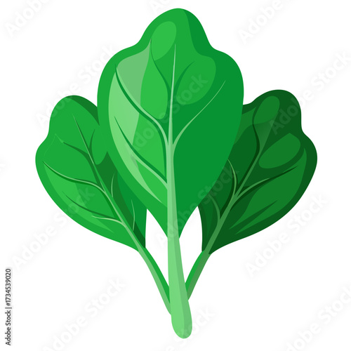 Vibrant green spinach leaves, a fresh and healthy addition for culinary creations, perfect for recipes, menus and promoting nutritious eating habits. The vector art is cleanly designed