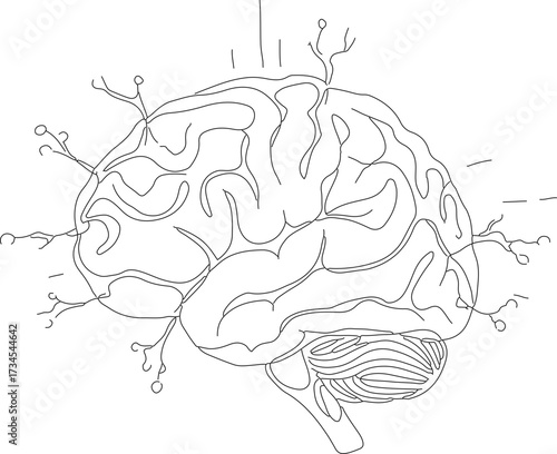 Line Drawing Detail Brain Anatomy Cerebral Organ Medical Illustration