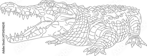 Detailed Lineart Open Mouth Crocodile Reptile Aggressive Dangerous Animal Illustration