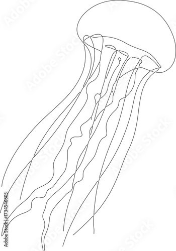 Outline Detailed Jellyfish Illustration Aquatic Animal Marine Life Creature