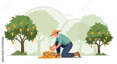 Illustration of a farmer harvesting mangoes in an orchard with lush mango trees