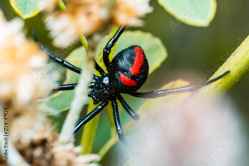 Viuda negra en la naturaleza, fotografía macro 
