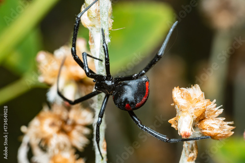 Viuda negra en la naturaleza, fotografía macro 