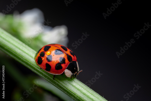 Mariquita, fotografía macro 