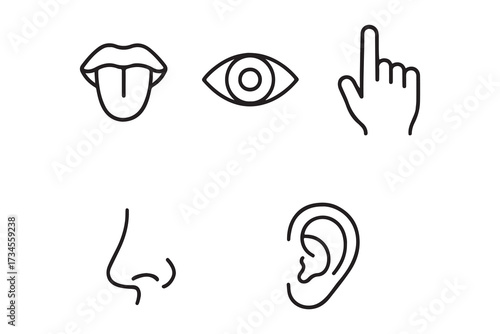 Five human senses editable stroke outline icons set. Flat vector illustration of human senses including ear, eye, nose, lips, and hand in minimalist design style. Five senses of human nervous system