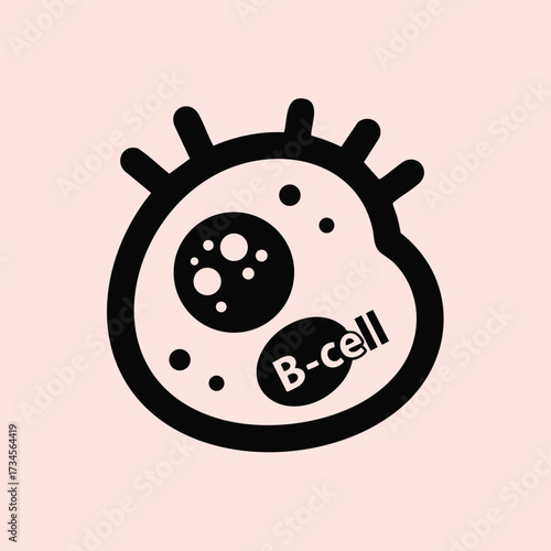 Simplified B-cell highlighting immune system components and cellular structure for educational purposes